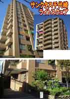 �T���N�^�X���胉�C�g�X�N�F�A �O�ώʐ^